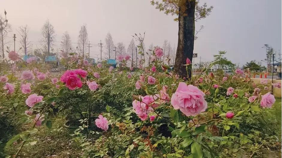 雅聞湖濱療癒森林